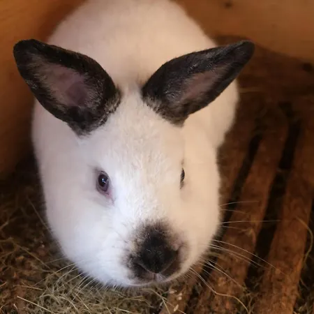 Animocentrum For Families - Nizke Tatry - Chopok