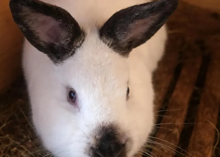 Animocentrum For Families - Nizke Tatry - Chopok